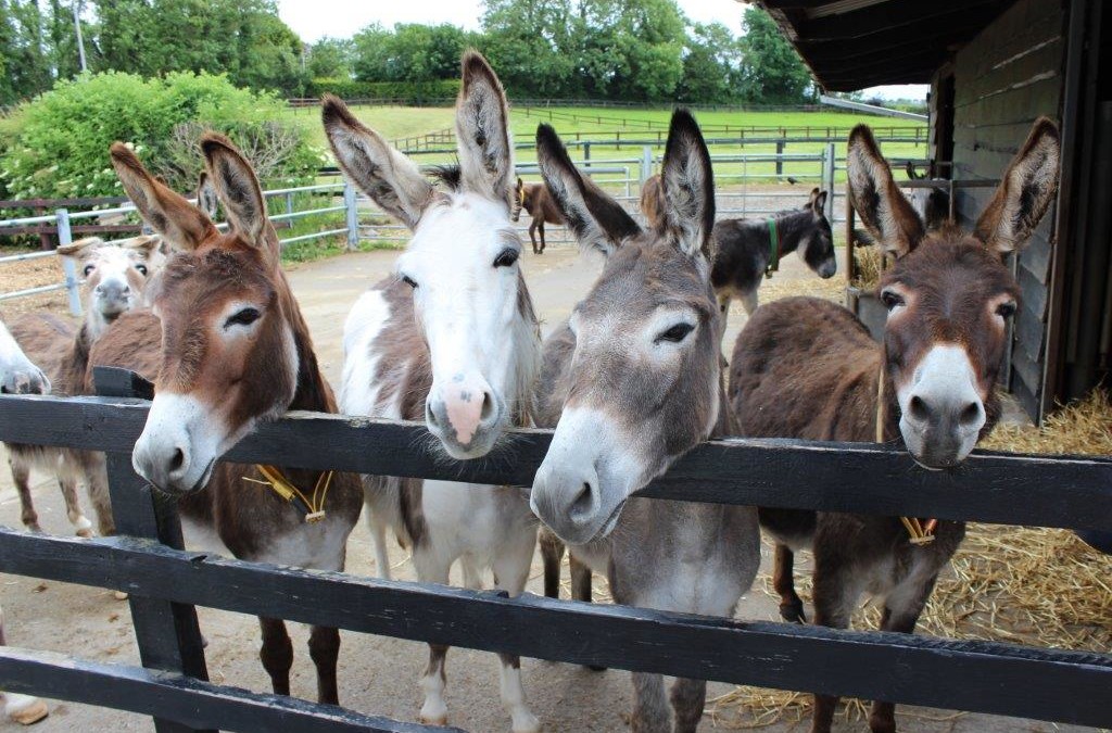 The Donkey Sanctuary Pure Cork Thingstodo
