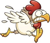 scared-cartoon-chicken.jpg