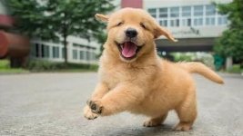 Aww Animals Soo Cute Cute Baby Animals Videos _ Cute Puppies Barking And Talking _ Cute Pets.jpeg