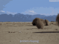 IMG_3183.gif
