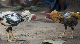 cockfighting-scaled.jpg.webp