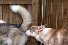 dog-saying-hi-by-sniffing-another-dogs-butt_treetstreet_Shutterstock-2953824591.jpg