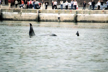 Supportive locals shouted anti-whaling slogans from the Quays resulting in the occasional spurt of water from Orca Senior and slow twirling by the mother and sibling in approval...