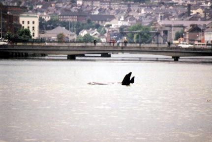 The three ventured as far as Clontarf Bridge, where they briefly protested over service charges outside City Hall.